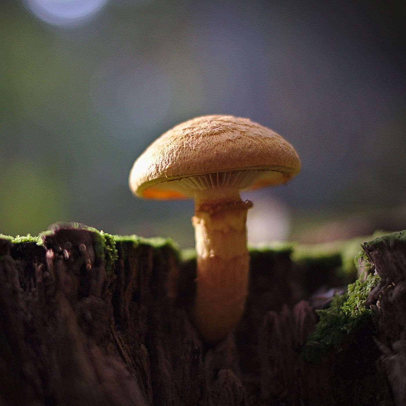 mushroom products jackson Wyoming